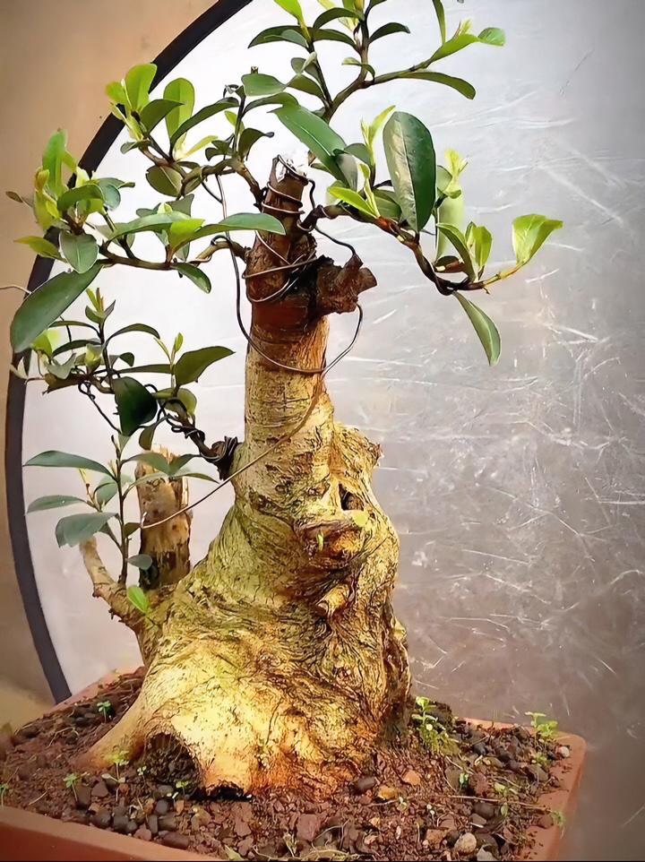 园艺植物云南含笑虽小众,但有样子的却少之又少,它花香浓郁,四季长青