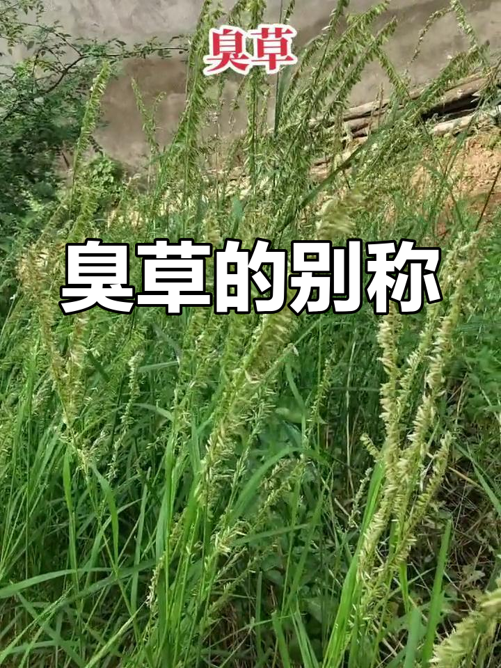 臭草,多年生草本植物,别名多见