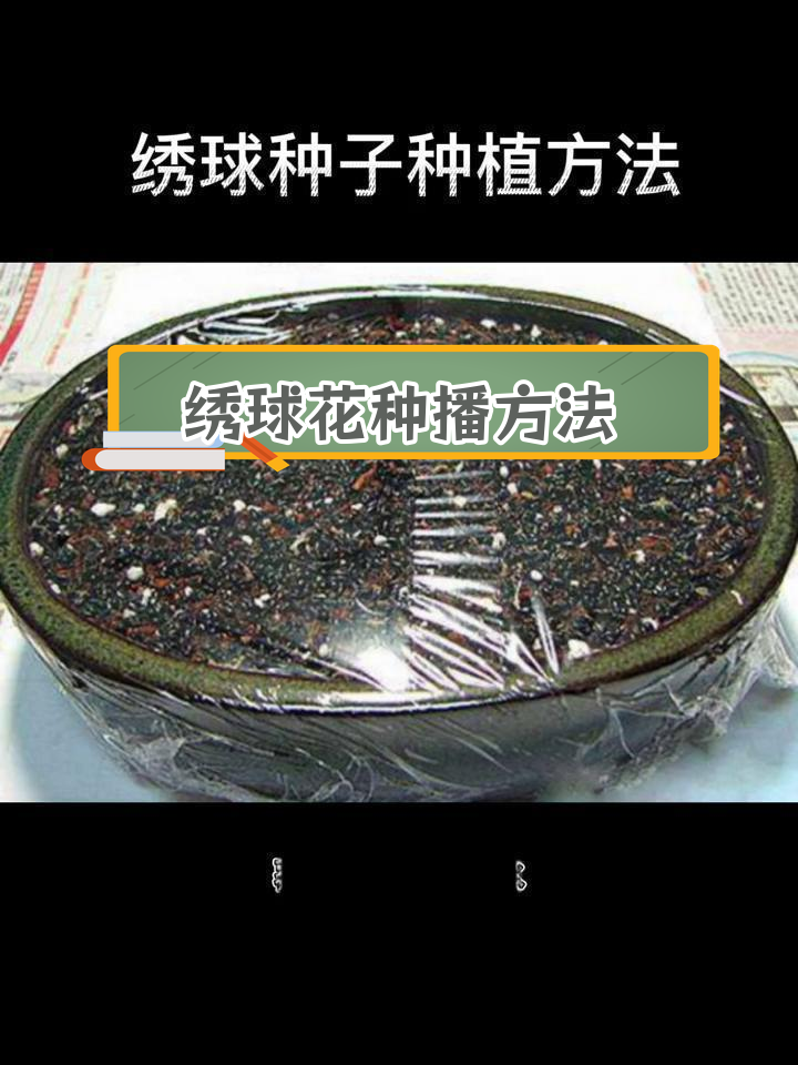 绣球花种子播种技巧,四季开花轻松种植