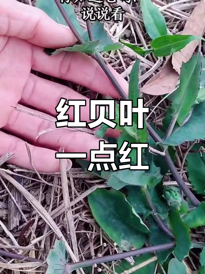 羊蹄草的功效与作用图片