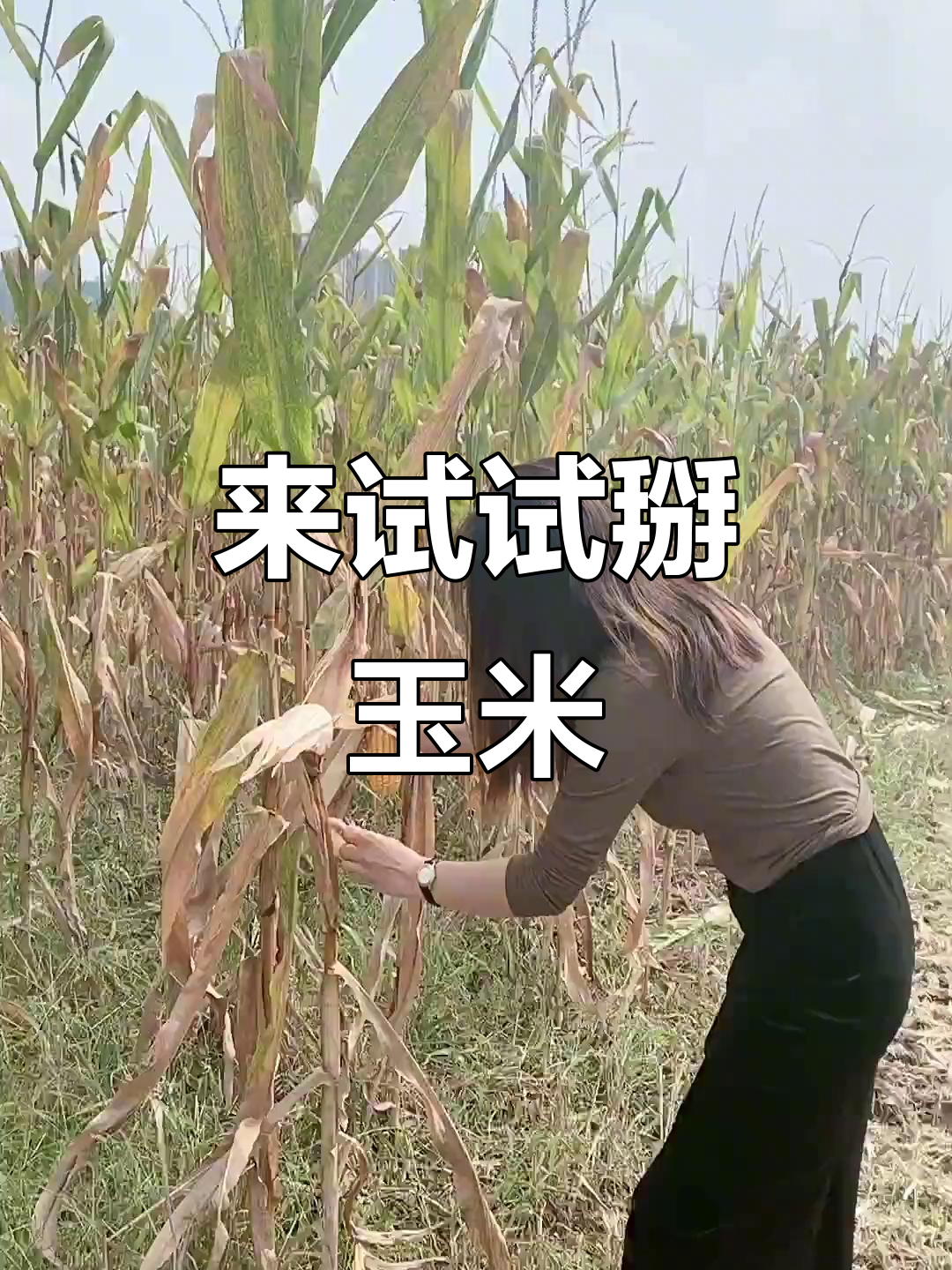 体验掰玉米的乐趣,生活就是这么简单!