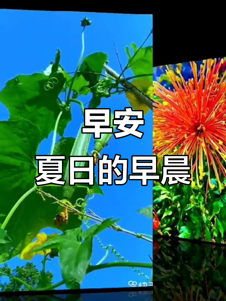 早上好,夏日清晨的美好时光