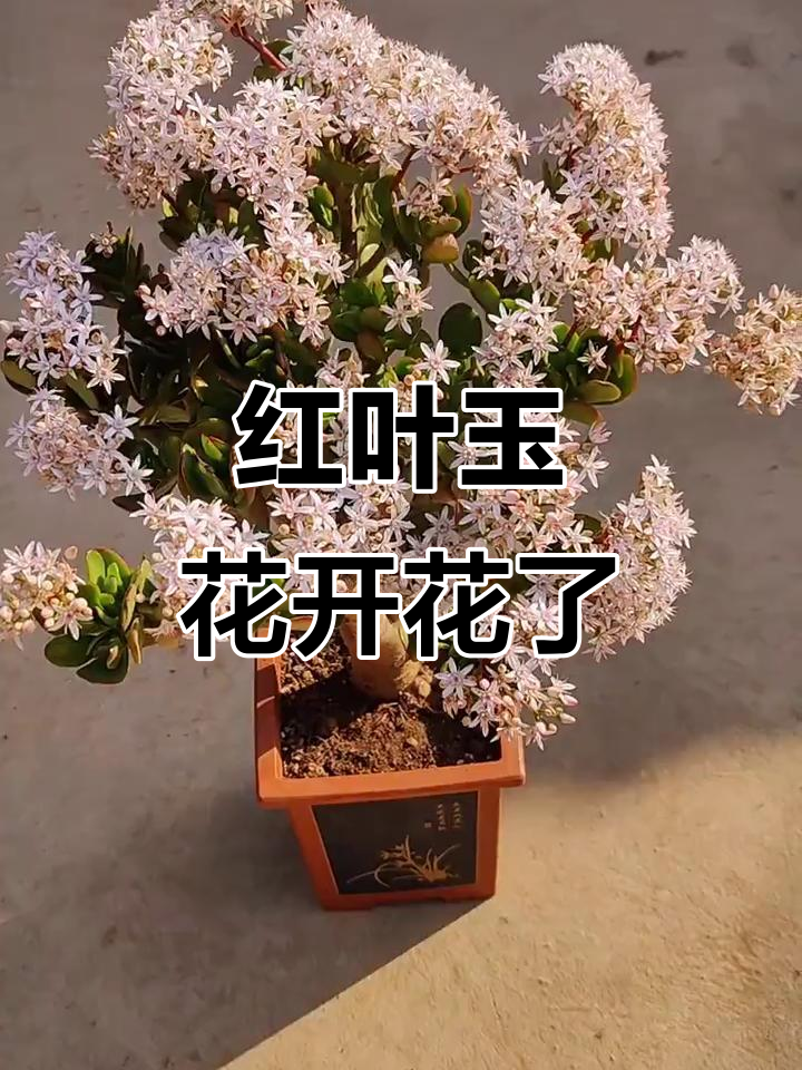 红叶玉树绽放美丽花朵,惊艳来袭