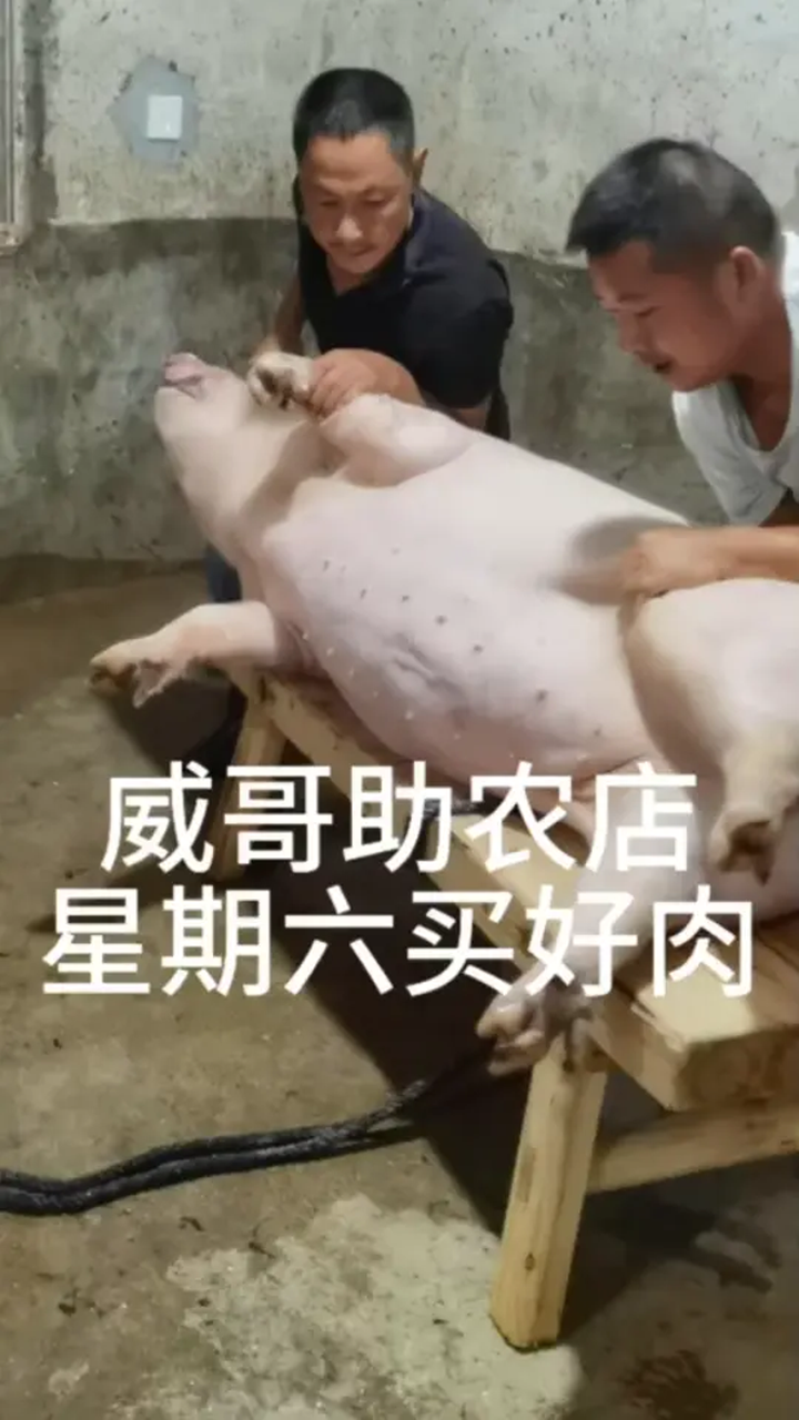 养猪人加油干,真材实料好不好顾客说的算