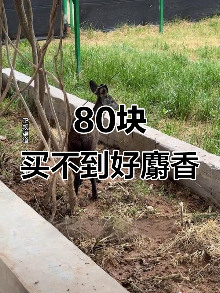 80元一克麝香,真能买到天然的吗?