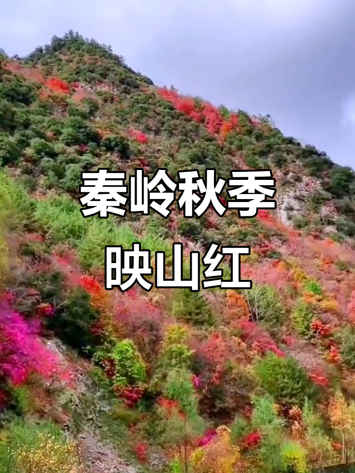 秦岭秋色:244国道太白段映山红美景
