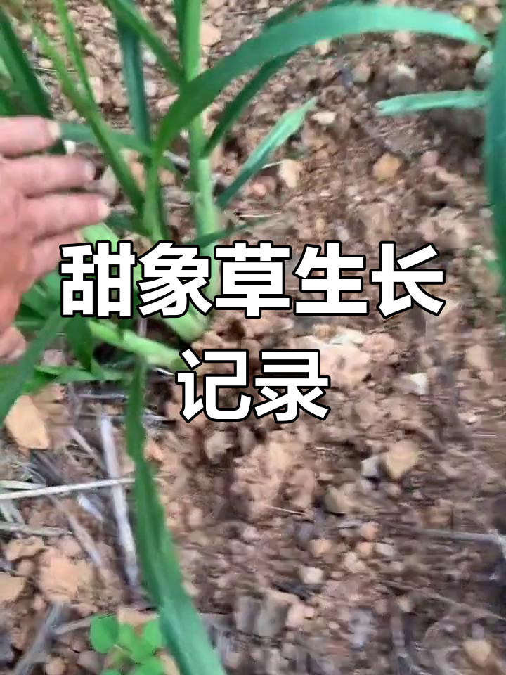 甜象草生长周期图片