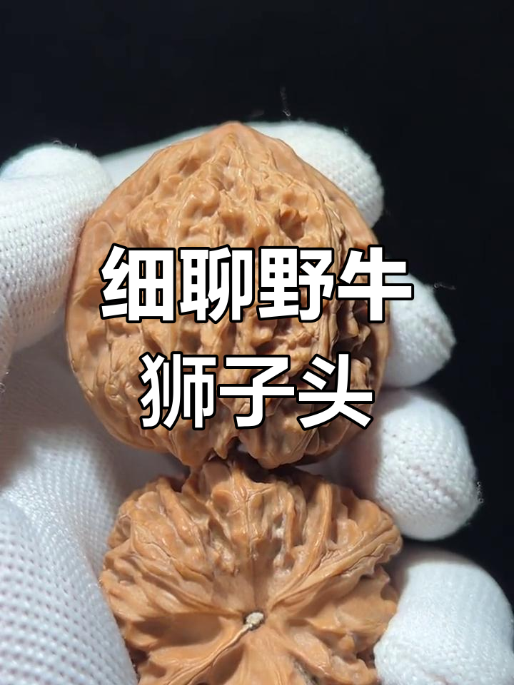 野牛狮子头:小众品种的独特魅力