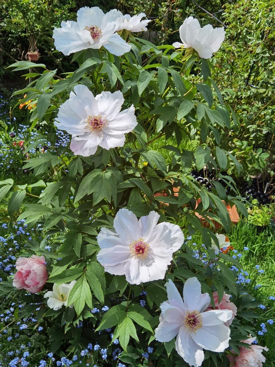 不懂这么美的单瓣牡丹为什么嫁接成重瓣的?