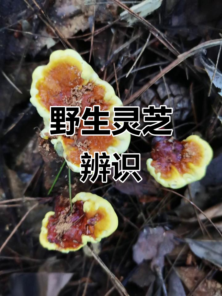 野生灵芝,滋补强身,但需谨慎识别以免误食有毒品种
