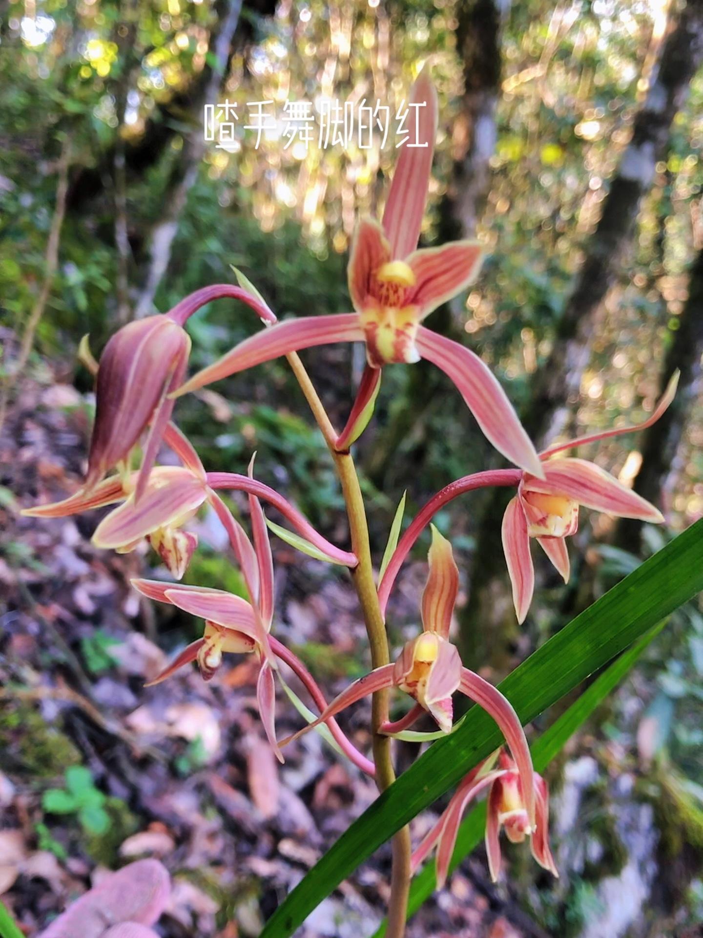 这棵秋香,喳手舞舞脚呢,红得喜庆 兰花 国兰 兰花开了 好看的花一定要