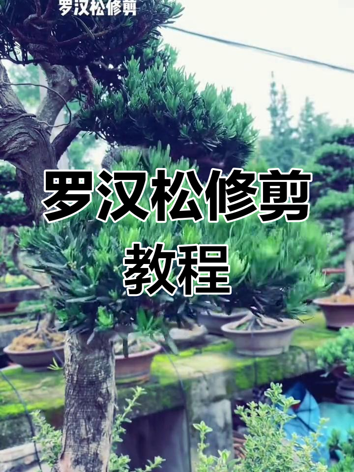 罗汉松修剪技巧大揭秘,轻松打造完美造型
