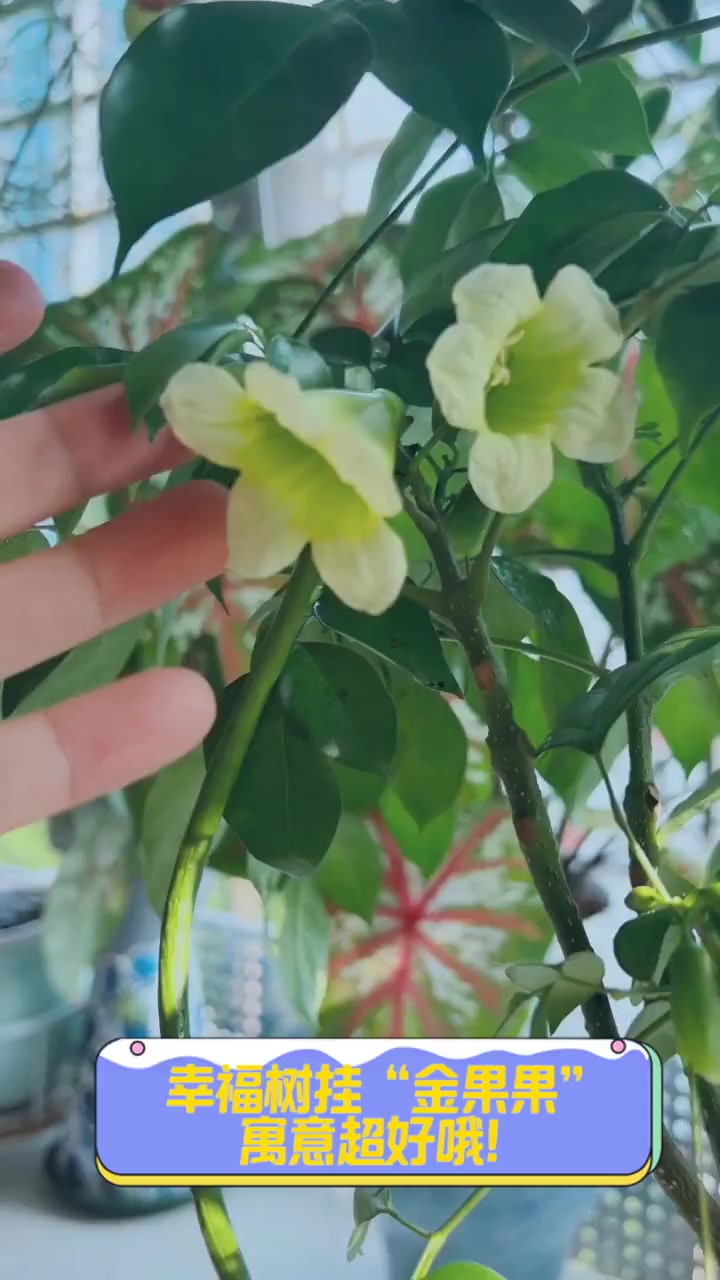 幸福树挂"金果果",寓意超好哦!