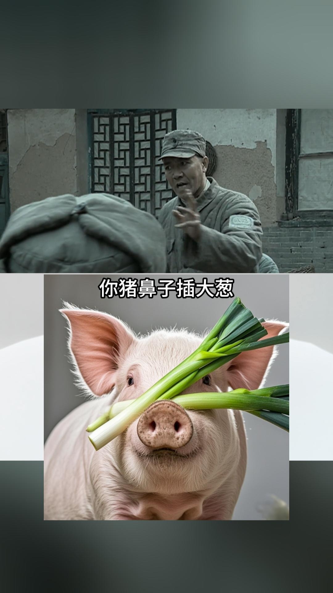 猪的谚语