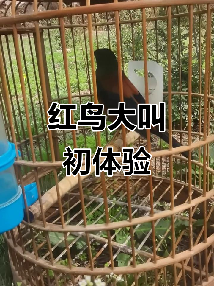 大红鸟换羽后首次鸣叫,叫声震撼人心