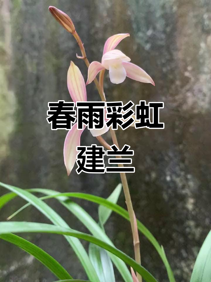 春雨彩虹建兰,苗大效果惊人,值得一看!