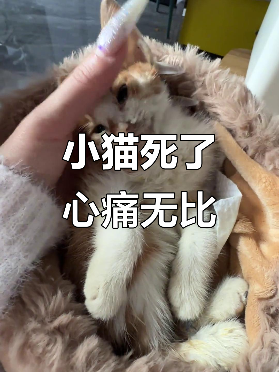 猫死了超度-猫死了是不是家里有灾