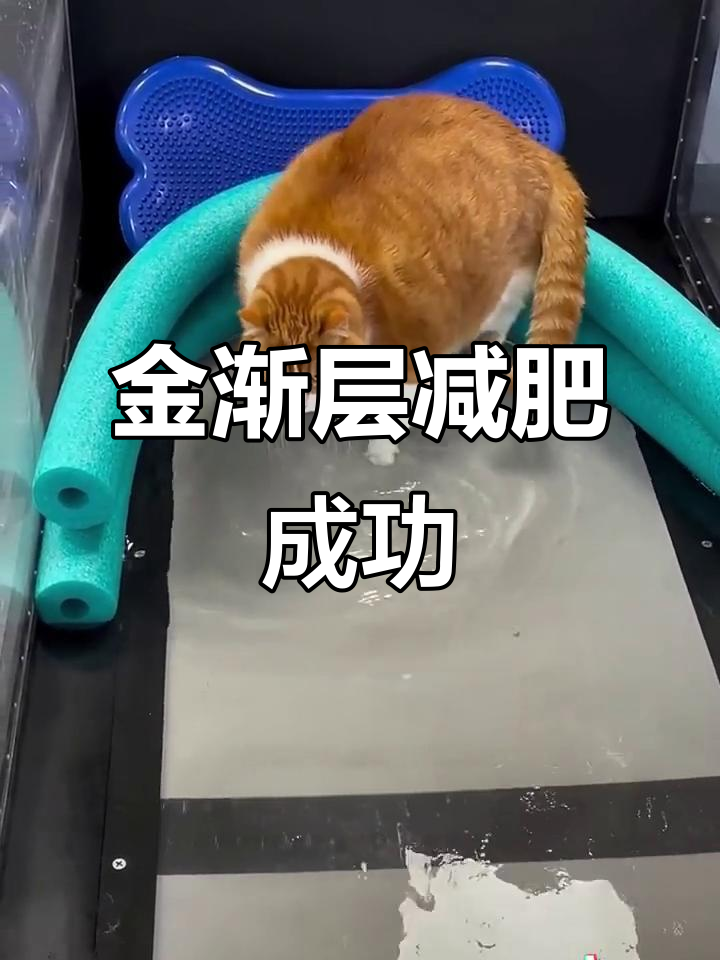 猫咪减肥大作战:从肥胖到敏捷,金渐层逆袭记