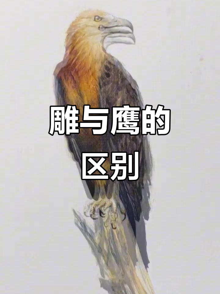 雕和鹰到底是不是一种动物?
