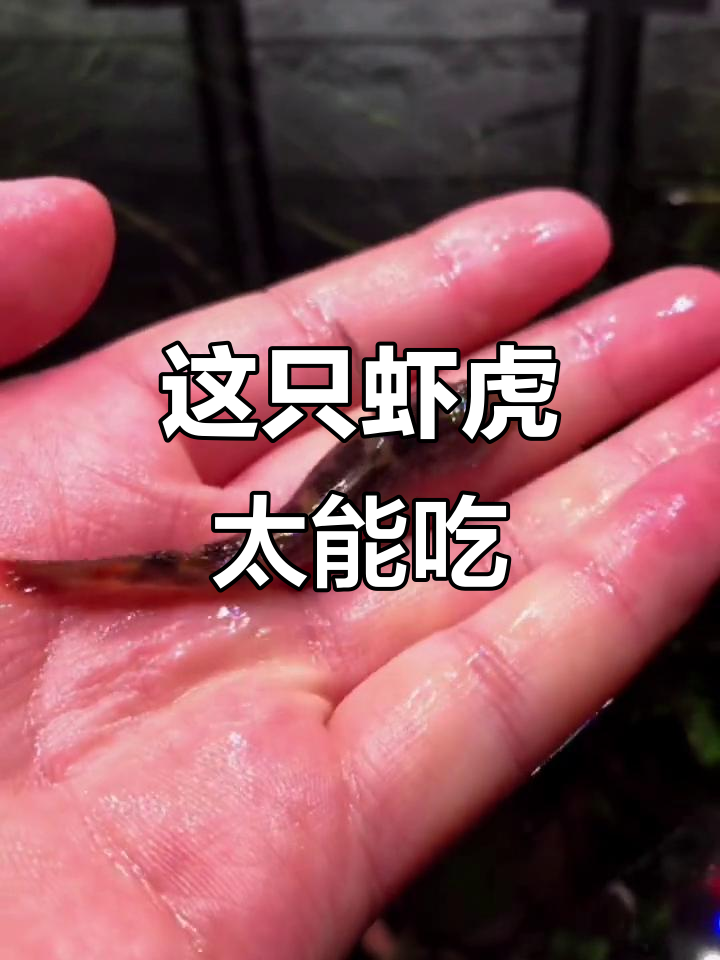 虾虎鱼大揭秘:嘴大如脸,捕食能力超乎想象