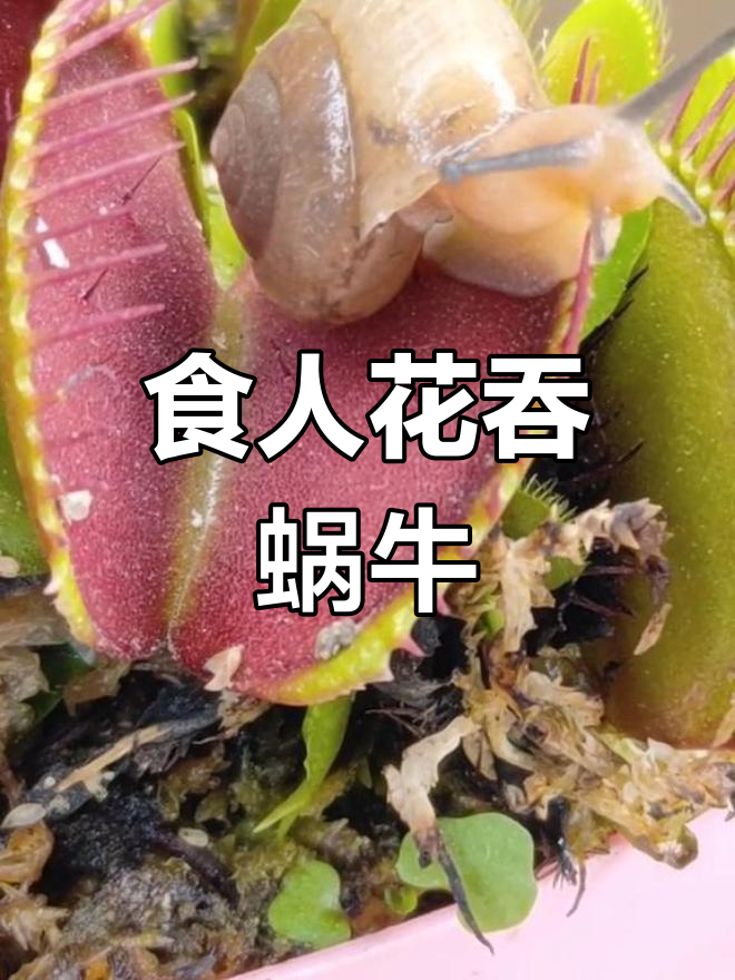 食人花吃蜗牛,竟然这么神奇!