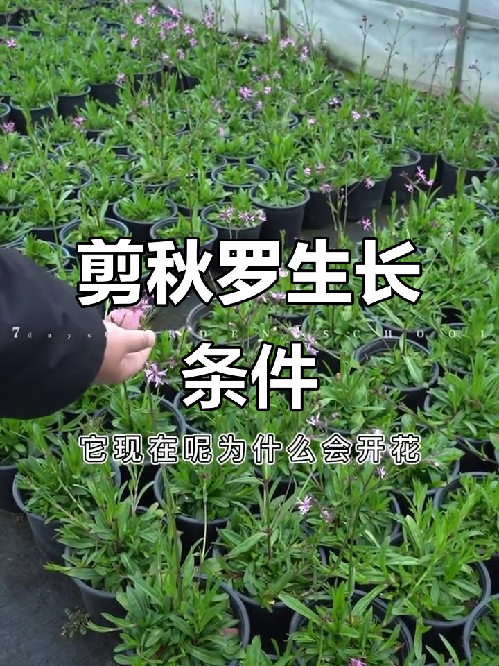 剪秋罗耐寒喜湿,适宜排水良好土壤,日照充足更佳