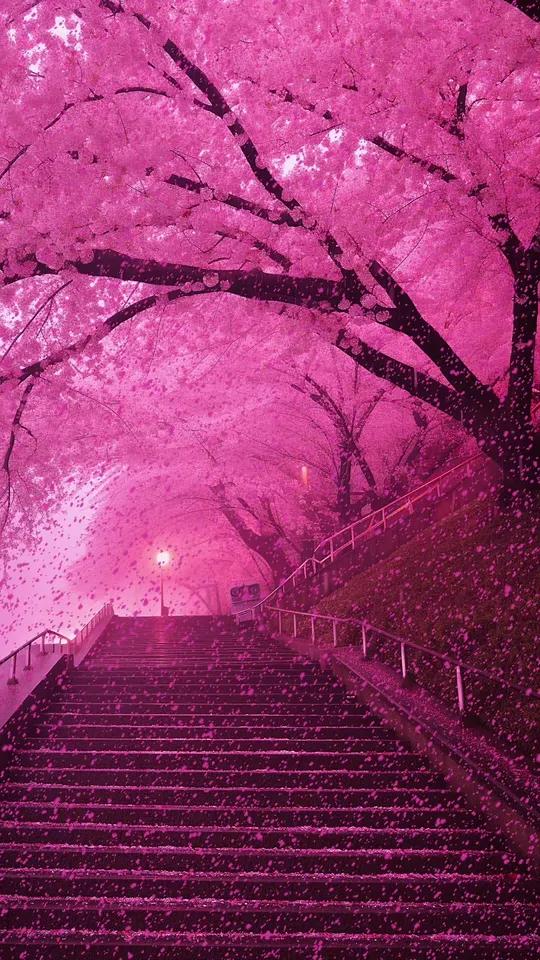 公主请你看浪漫的樱花雨,要天天开心没有烦恼哦!樱花