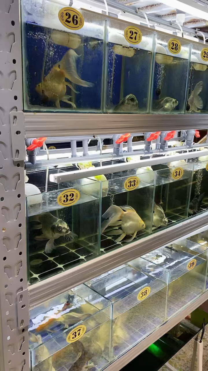 精品熊猫球体蝴蝶鲤 金色球体蝴蝶鲤 来劲