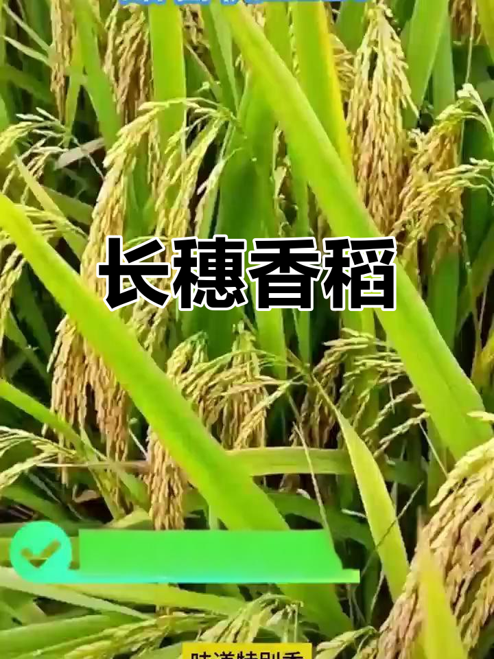 香优一号水稻图片