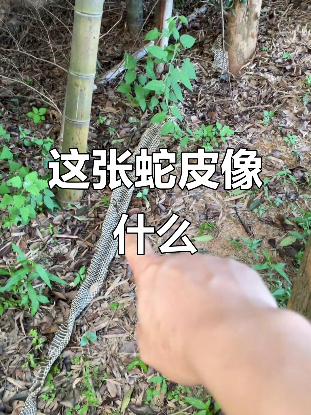 发现一张大蛇皮,眼镜王蛇的可能性很大