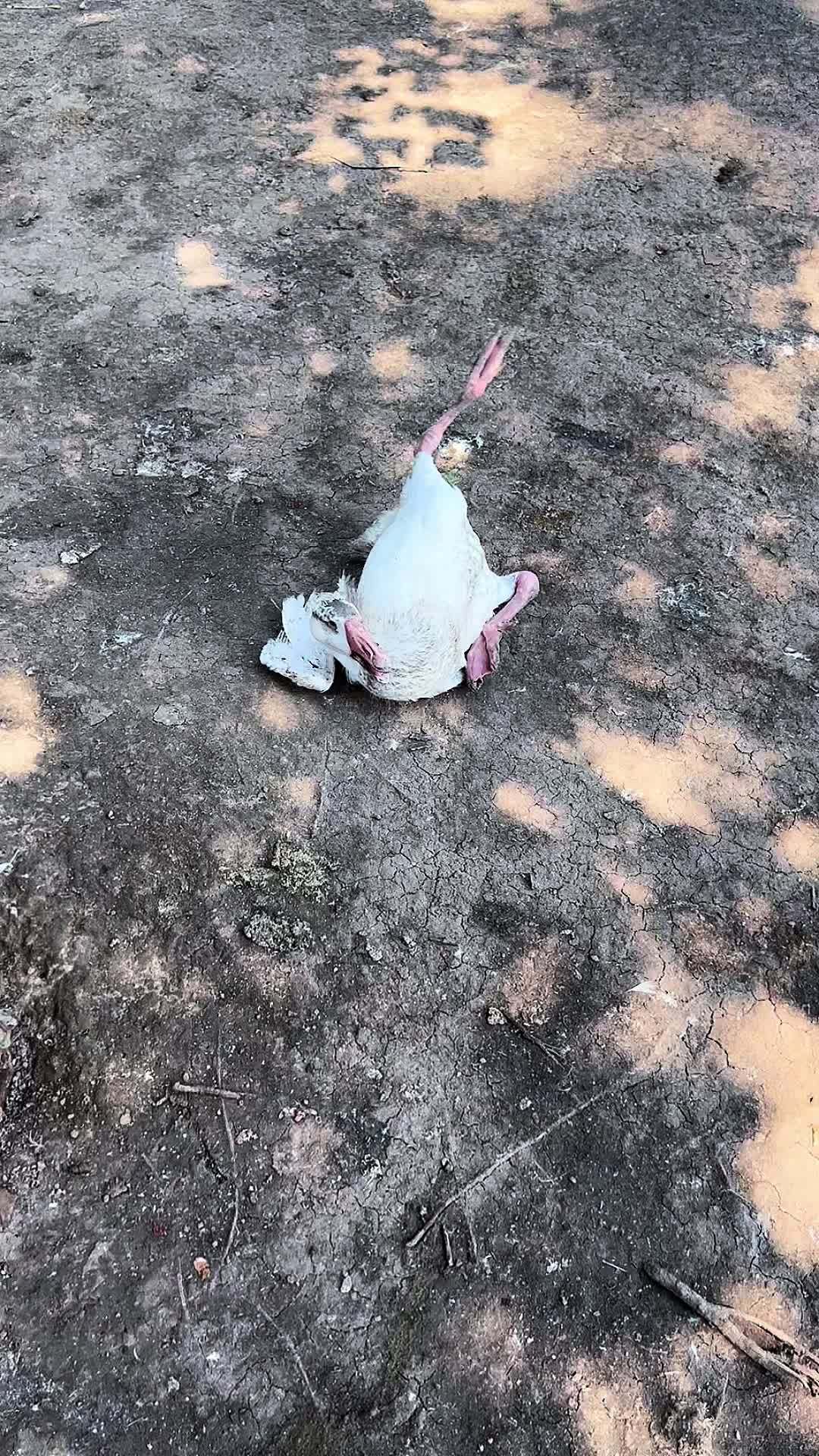 禽病技术指导 禽病防治 鹅黄病毒-度小视