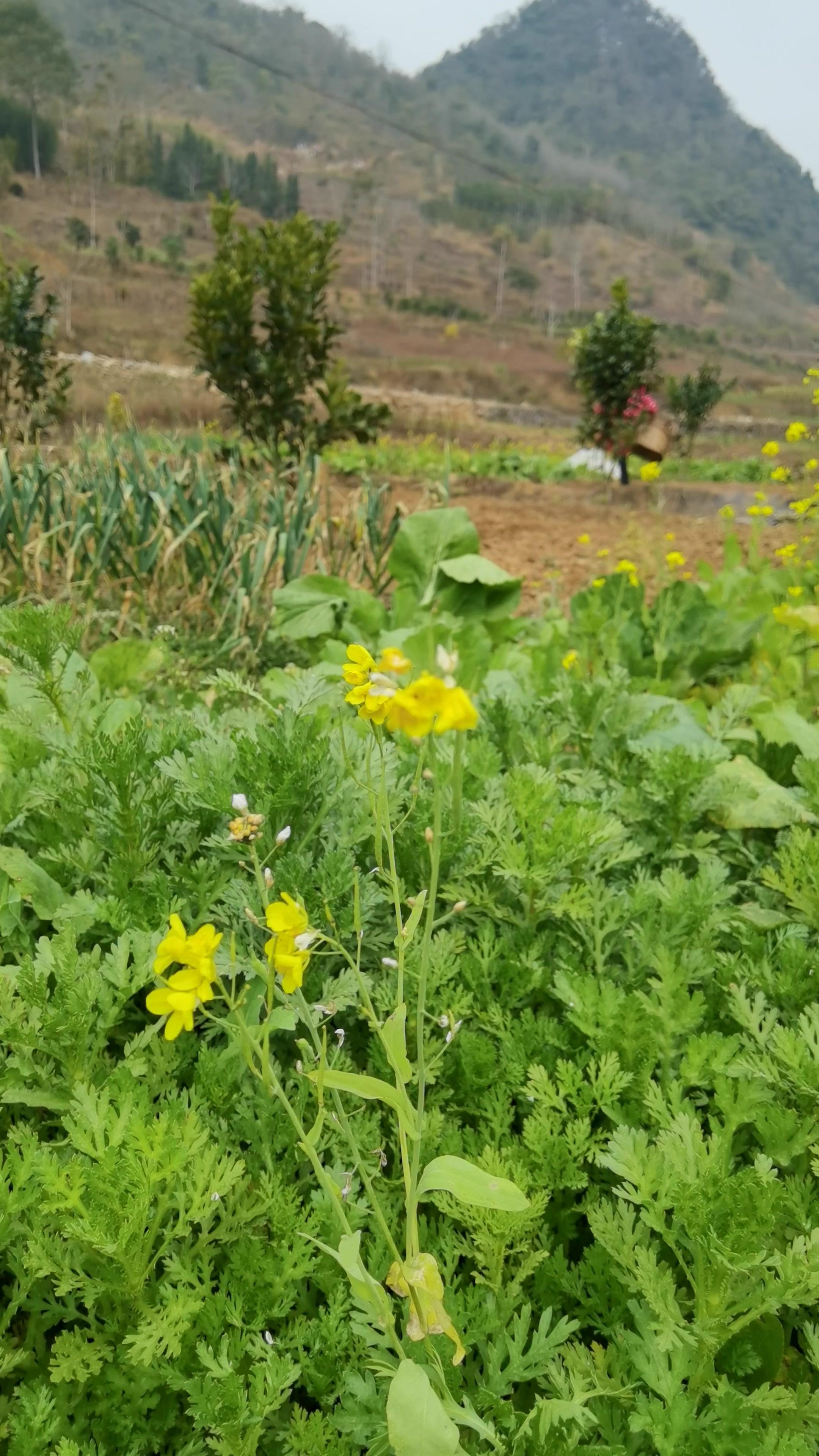 有一种乡愁叫油菜花开 乡愁记忆 农村生活 家乡的油菜花 乡村守护人