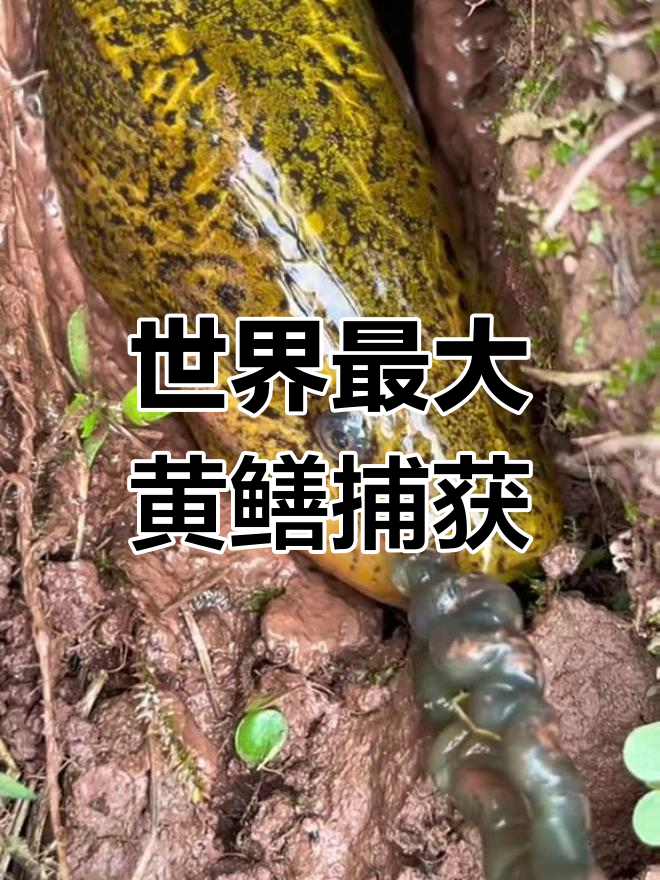 黄鳝超度-黄鳝是什么梗