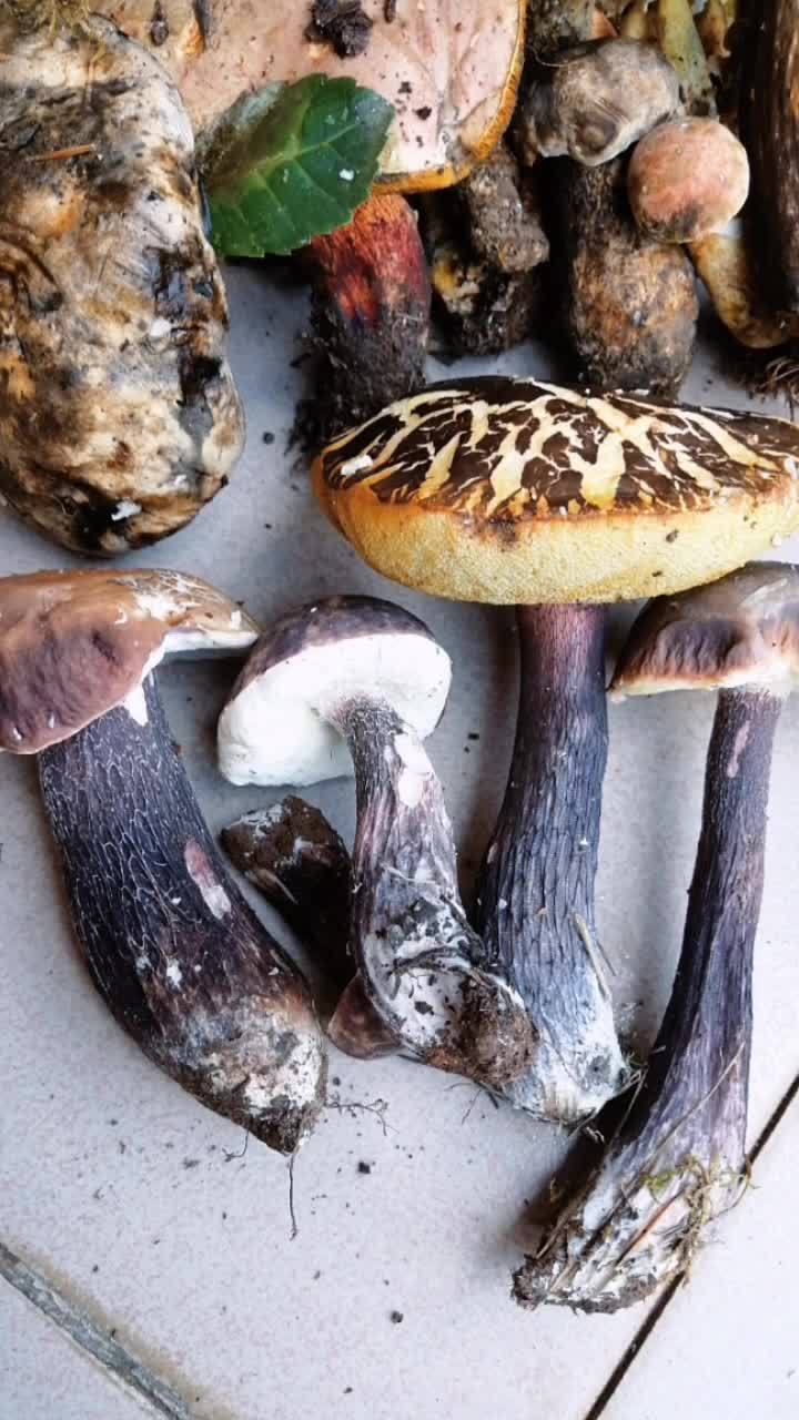 野生菌 牛肝菌 紫褐牛肝菌,菌友们可否吃过?-度小视