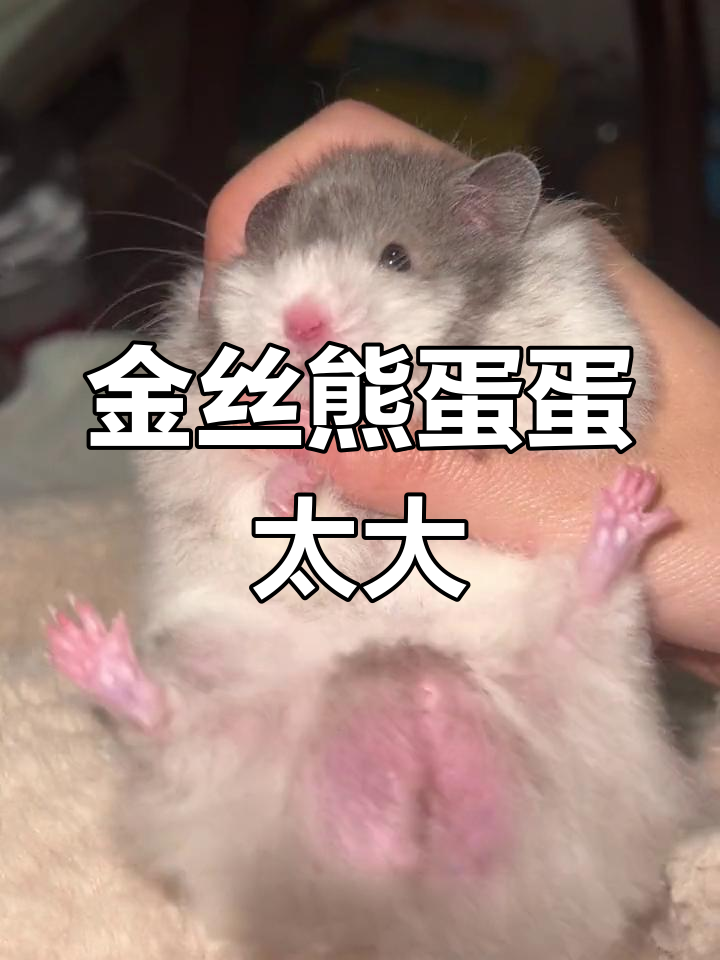 失望到心寒,金丝熊的蛋蛋竟然这么大