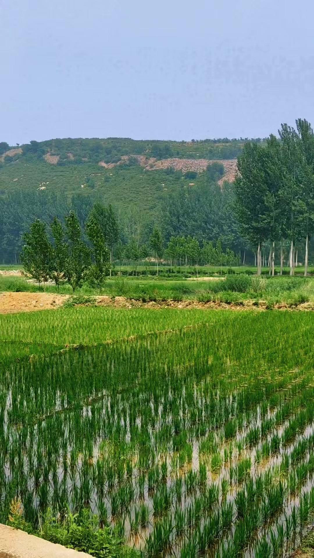 宁静的夏天.农村生活 摄影 记录真实生活 手机摄影 唐县影匠摄影