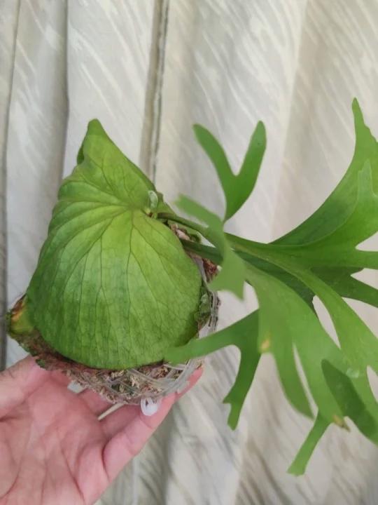 亚洲猴脑鹿角蕨已经围成半球了