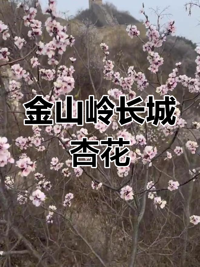 八达岭古长城杏花节图片