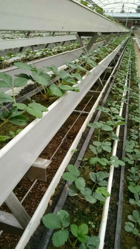 pvc草莓立体式种植槽 温室无土栽培全套设备批发