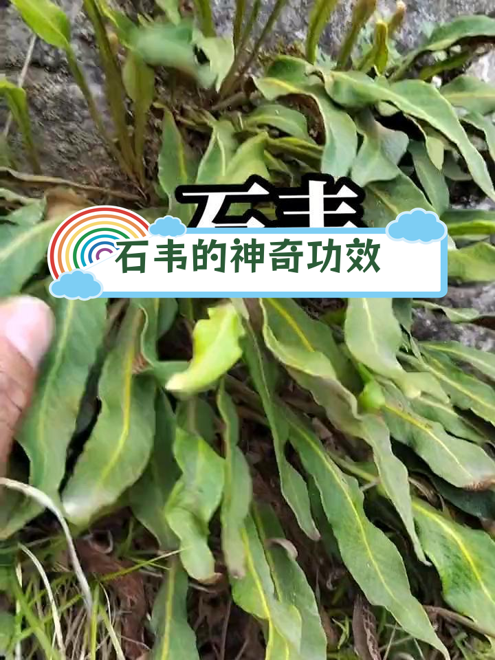 深山中的野生石韦,功效显著
