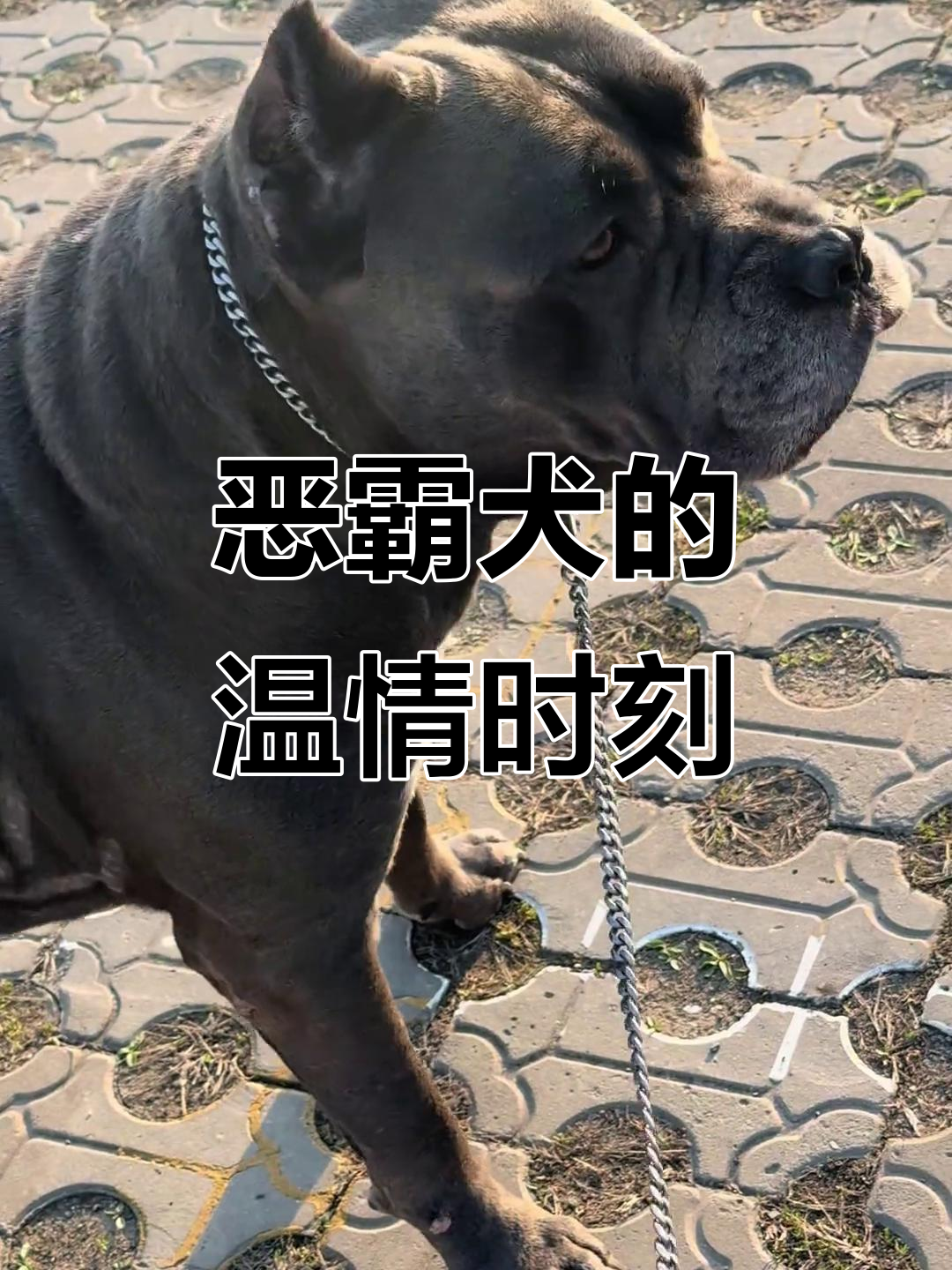 这只恶霸犬外表凶猛,内心却温柔得让人稀罕