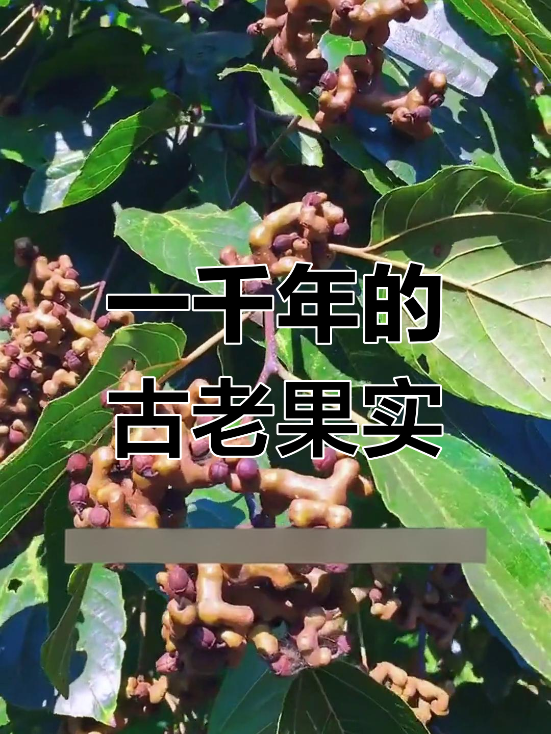 拐枣:千年水果的秘密