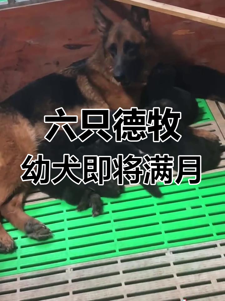 德国牧羊犬乌尔坎图片