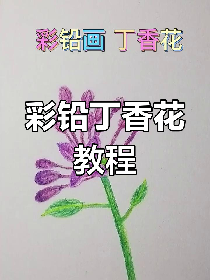 丁香花的样子彩铅画图片