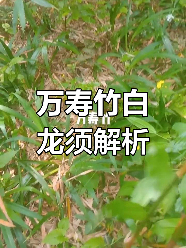 白龙须:百合科万寿竹的独特根茎与功效