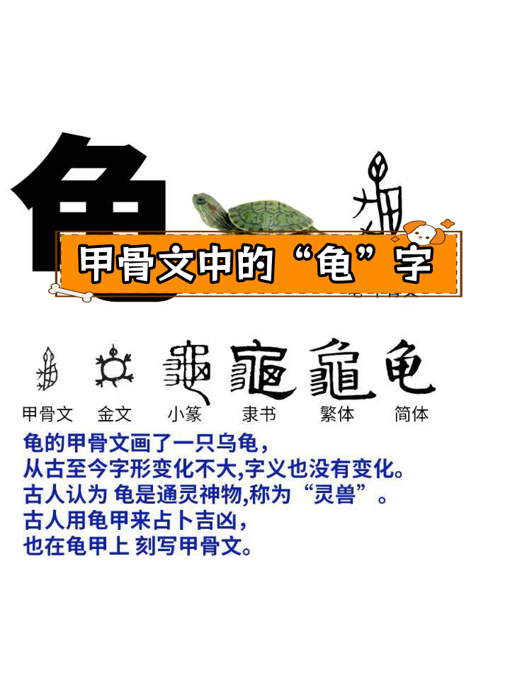 龟字的演变与文化意义