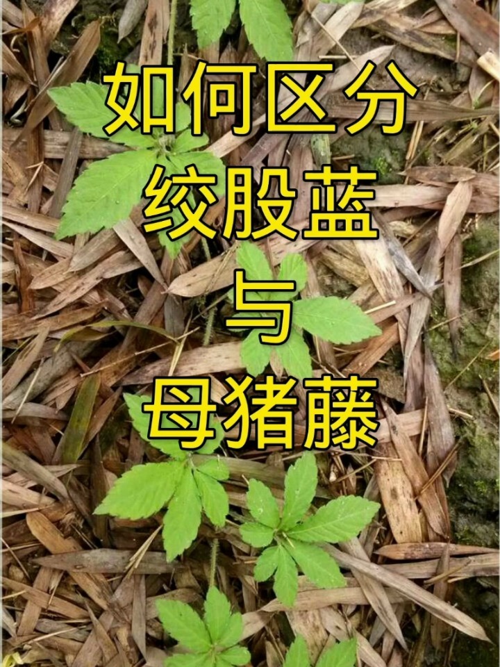 绞股蓝缠上母猪藤,教你秒认