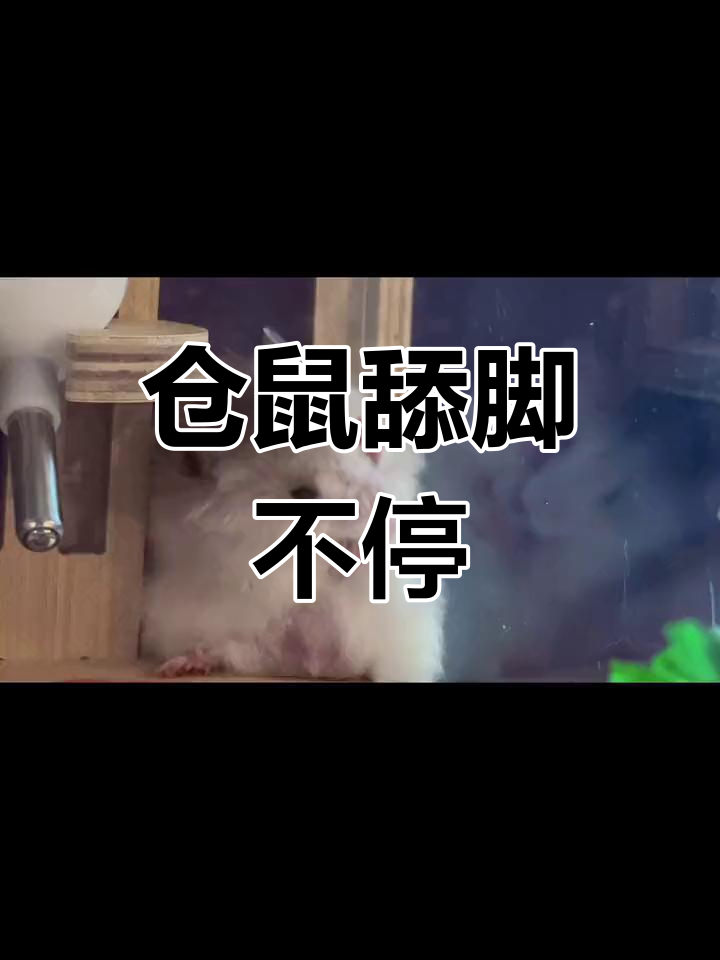 仓鼠一直舔手是怎么回事为什么在线