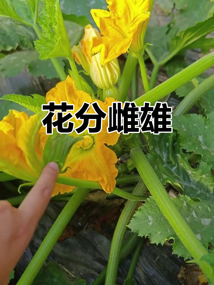 西葫芦花有雌雄之分,了解它们才能种得更好!
