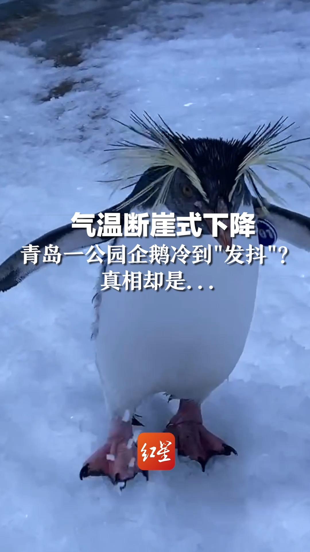 气温断崖式下降,青岛一公园企鹅冷到"发抖"?真相却是……-度小视